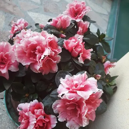 Peverello
